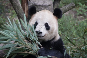 Fototapeta premium Panda eating Bamboo Leaves, Chongqing, China