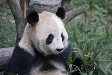 Obraz premium Panda eating Bamboo Leaves, Chongqing, China