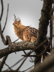 Ave Brasileira - O Brasil possui uma grande diversidade de aves que são encontradas tanto nas florestas quanto nas cidades.