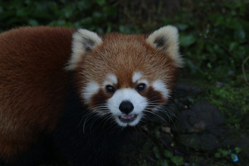 Funny Red Panda is Looking for Food