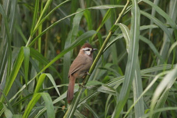 Little Panda Cub is Learning to Climb up a Tree, Wolong Giant Panda Nature Reserve, Shenshuping, China