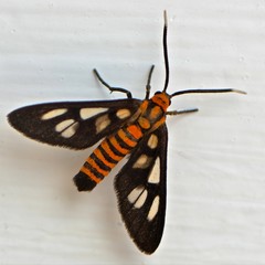 Fototapeta na wymiar Tiger moth on white background 