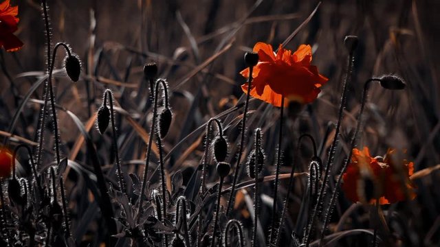 Transparent red in the poppy petals.A light wind blows the poppy bud.The flower is odorless.Reflection of light in the poppy petals.