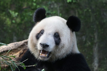 Cute Giant Panda in China