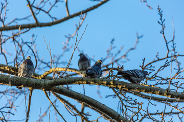 Pigeons on branch