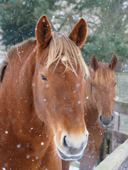 Horses in the Snow