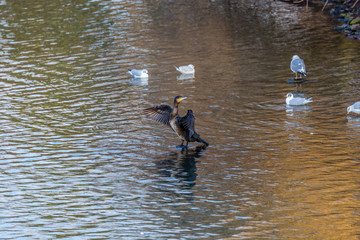 Bird in water