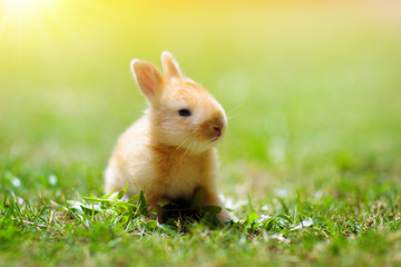 Baby rabbit outdoor. Easter bunny.