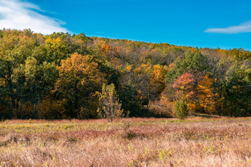 Autumn colors of the forest, the transformation of nature. The brightest time of autumn is golden autumn. Trees, before plunging into a long sleep, throw gold clothes from rapidly yellowing leaves.