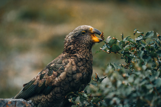 Alpine parrot kea in New Zealand