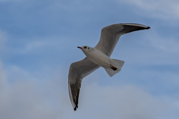 seagull
