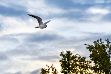 seagull