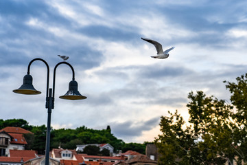 seagull