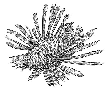 recommend clip art: Lionfish illustration, drawing, engraving, ink, line art, vector