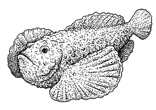Stonefish illustration, drawing, engraving, ink, line art, vector