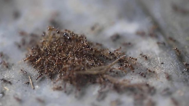 Ants On Spider