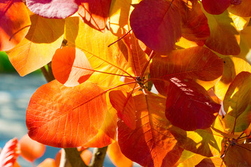Obraz premium Photo of dark yellow and orange leaves on a tree branch, illuminated by the autumn sun