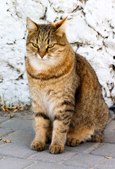 Vertical photo of a beautiful tabby cat sitting on the sidewalk against the background of an old white wall
