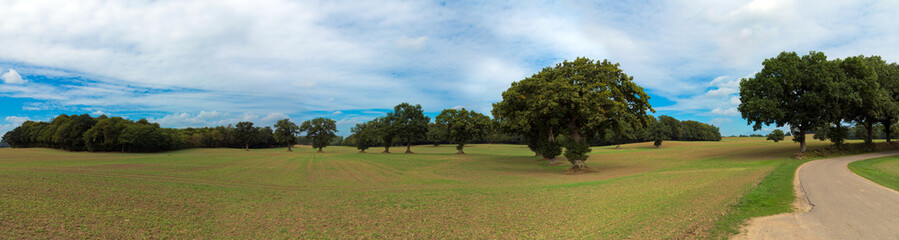 Agrarlandschaft mit Feld und Bäumen in Schleswig-Holstein