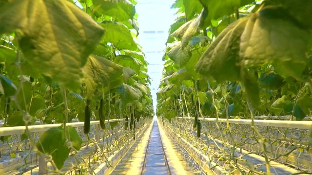 Cucumbers growing with hydroponics system in greenhouse
