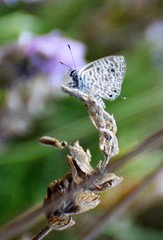 beautiful Cyprus butterfly