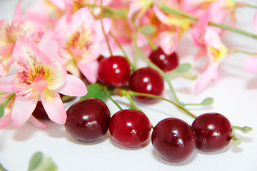pink flowers and burgundy cherry berries on green branches with leaves