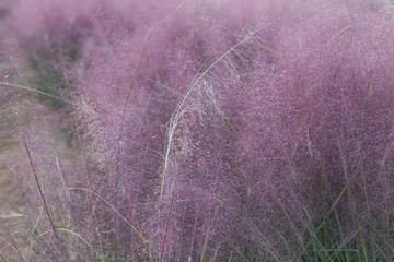 pink muhly Grass. reed. pink color background.
