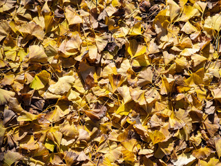 Ginkgo leaves in autumn