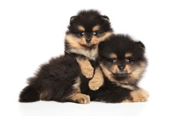 Tiny Spitz dog puppies