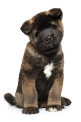 American Akita puppy on white background