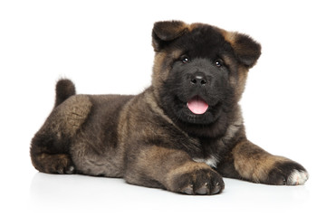 American Akita puppy graceful lying on white background