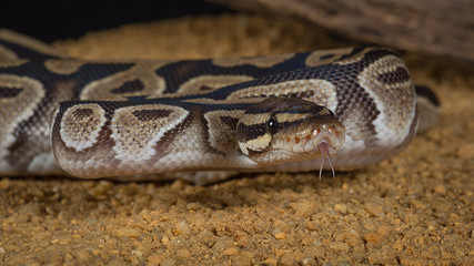 A very close photograph of a royal pyton with its forked tongue protruding - it is taken from a low angle and the snake is facing forward