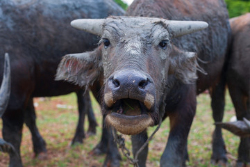 Close up buffalo for agriculture
