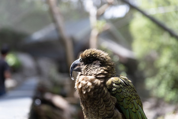 Kea