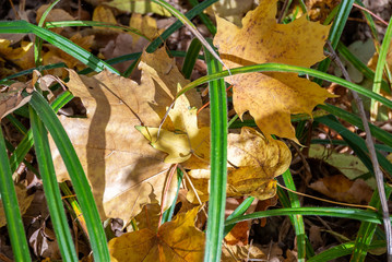 Maple yellow leaves in the grass. The brightest time of autumn is golden autumn. Trees, before plunging into a long sleep, throw gold clothes from rapidly yellowing leaves.