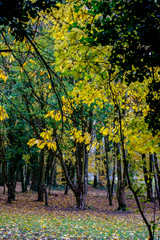 Naklejka premium Autumn 8