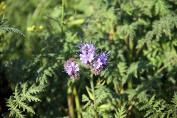 Une fleur mauve dans le pré