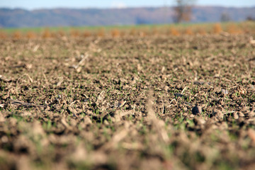 Terre agricole