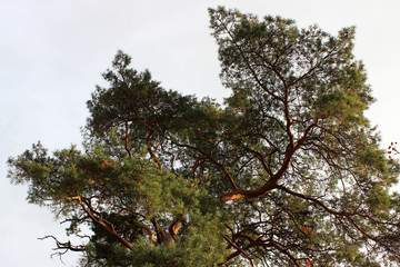 Sunny pine tree top