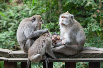 Monkey moms and their babies sit together.