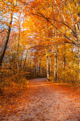 Obraz premium Bunter Herbstwald mit Morgensonne