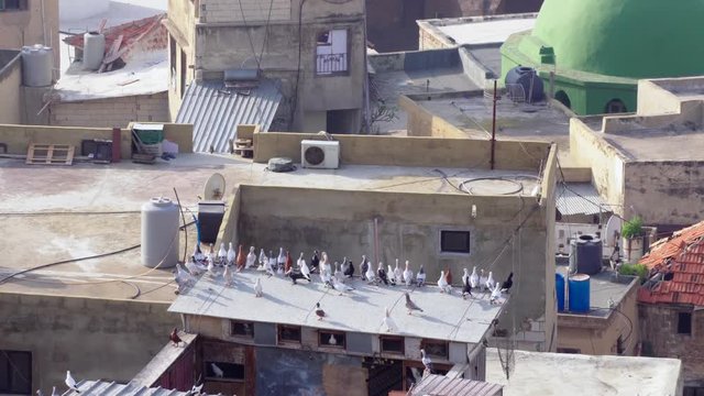 Pigeon birds leaving their house Tripoli Lebanon