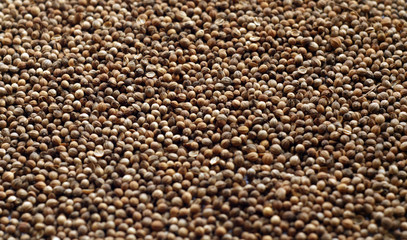 Mustard seeds surface.