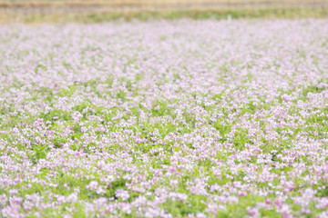 Obraz premium 低コントラストｍの菜の花畑