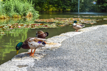 mallard ducks in front of a pond on the Mainau Island