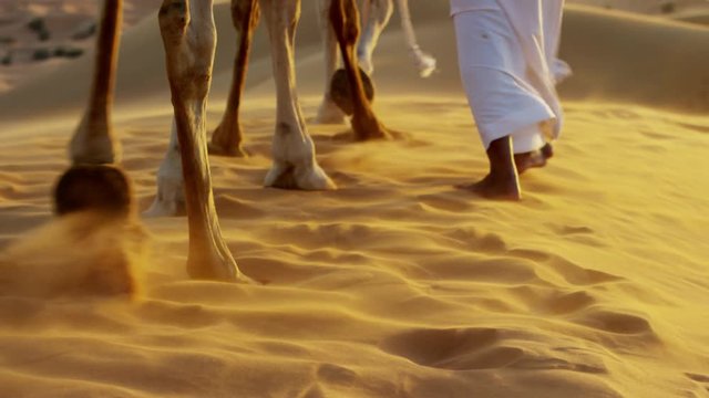 Aerial drone of camels being led by handlers across desert sand dunes 