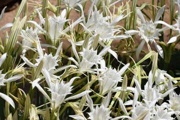 Obraz premium Cyprus white sea flower