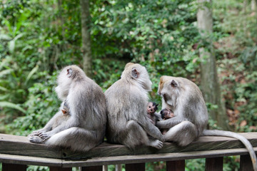 Monkey moms and their babies sit together.