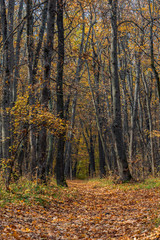 Obraz premium The path in the autumn forest covered with fallen leaves. The brightest time of autumn is golden autumn. Trees, before plunging into a long sleep, throw gold clothes from rapidly yellowing leaves.