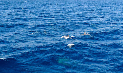 Naklejka premium Dolphins swimming in the deep blue sea in wildlife in the ocean